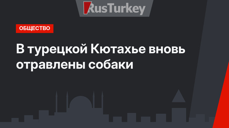В турецкой Кютахье вновь отравлены собаки