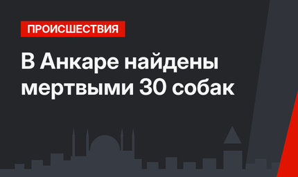 В Анкаре найдены мертвыми 30 собак