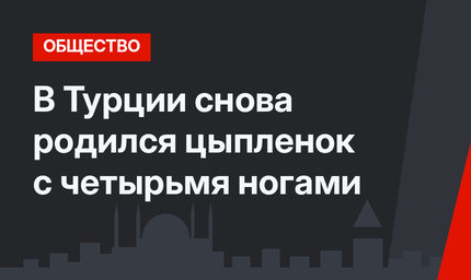 В Турции снова родился цыпленок с четырьмя ногами
