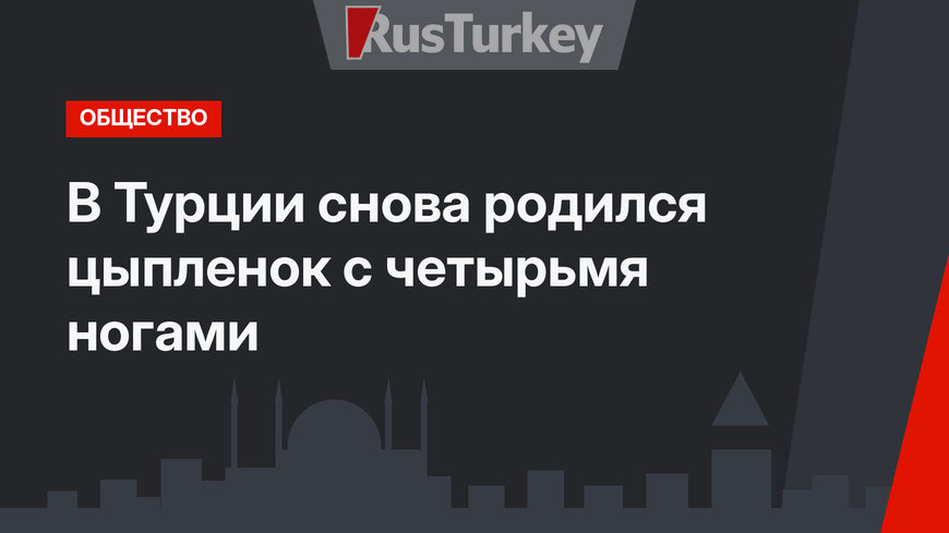 В Турции снова родился цыпленок с четырьмя ногами