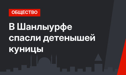 В Шанлыурфе спасли детенышей куницы