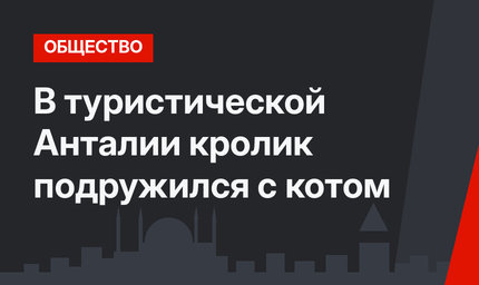 В туристической Анталии кролик подружился с котом
