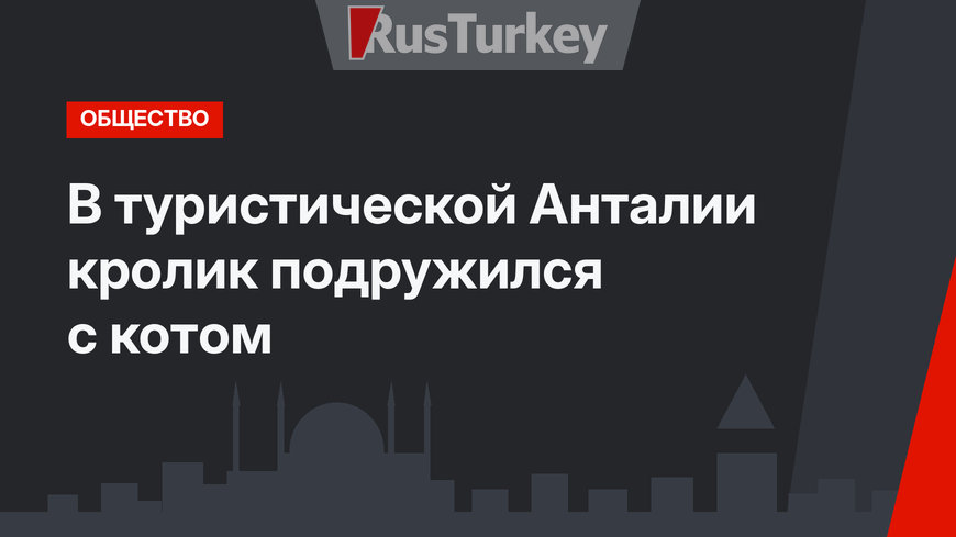 В туристической Анталии кролик подружился с котом