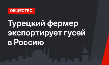 Турецкий фермер экспортирует гусей в Россию