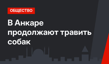 В Анкаре продолжают травить собак