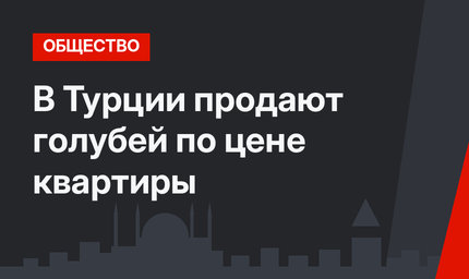 В Турции продают голубей по цене квартиры