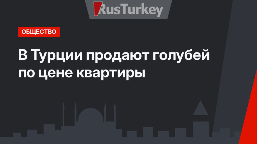 В Турции продают голубей по цене квартиры