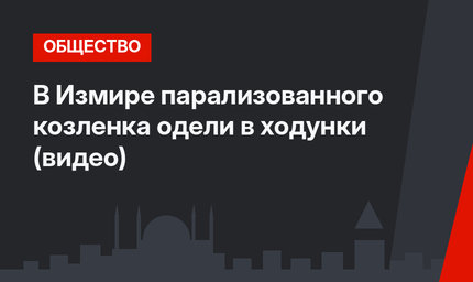 В Измире парализованного козленка одели в ходунки (видео)