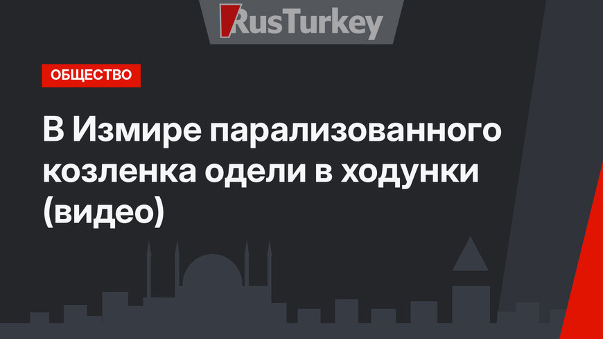 В Измире парализованного козленка одели в ходунки (видео)