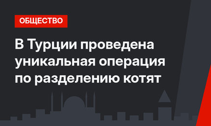 В Турции проведена уникальная операция по разделению котят