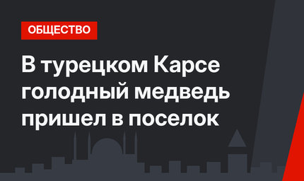 В турецком Карсе голодный медведь пришел в поселок