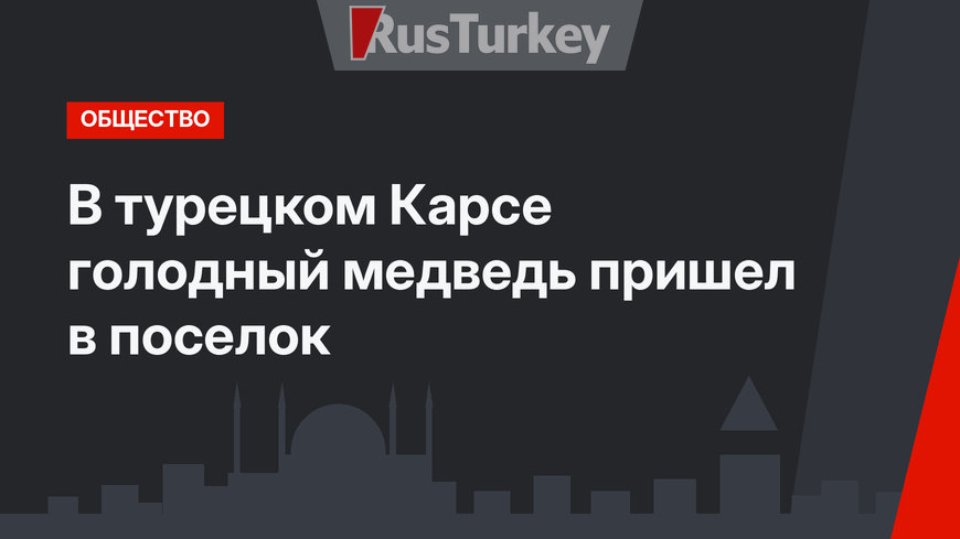 В турецком Карсе голодный медведь пришел в поселок