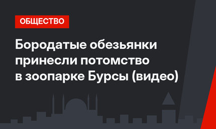 Бородатые обезьянки принесли потомство в зоопарке Бурсы (видео)