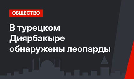 В турецком Диярбакыре обнаружены леопарды