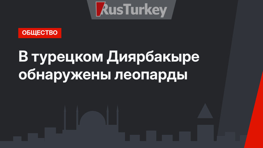 В турецком Диярбакыре обнаружены леопарды