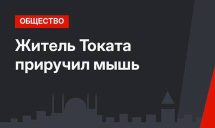 Житель Токата приручил мышь