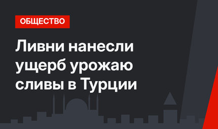 Ливни нанесли ущерб урожаю сливы в Турции