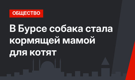 В Бурсе собака стала кормящей мамой для котят