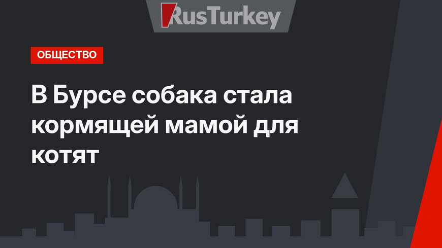 В Бурсе собака стала кормящей мамой для котят