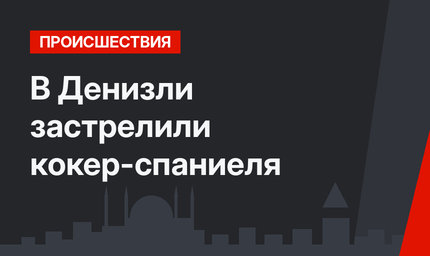 В Денизли застрелили кокер-спаниеля