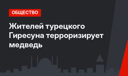 Жителей турецкого Гиресуна терроризирует медведь