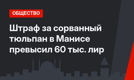 Штраф за сорванный тюльпан в Манисе превысил 60 тыс. лир