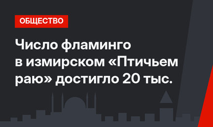 Число фламинго в измирском «Птичьем раю» достигло 20 тыс.