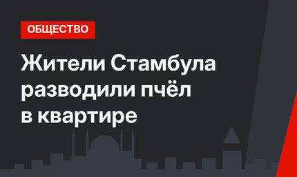 Жители Стамбула разводили пчёл в квартире