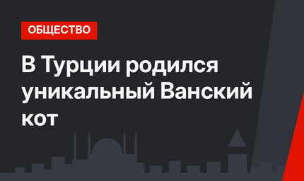 В Турции родился уникальный Ванский кот