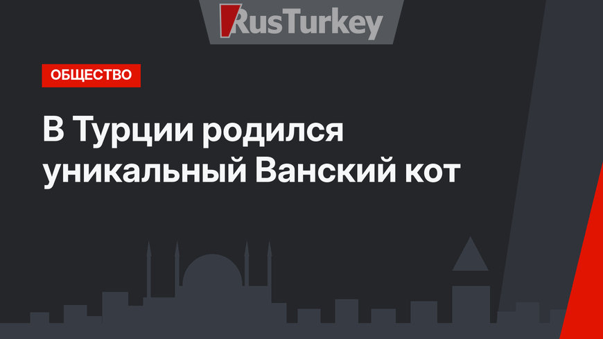 В Турции родился уникальный Ванский кот