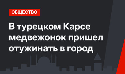 В турецком Карсе медвежонок пришел отужинать в город