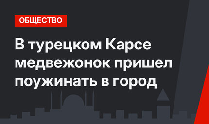 В турецком Карсе медвежонок пришел поужинать в город