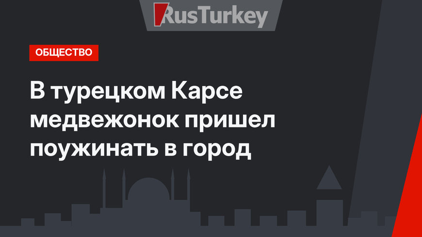 В турецком Карсе медвежонок пришел поужинать в город