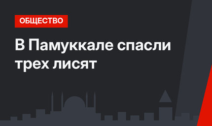 В Памуккале спасли трех лисят
