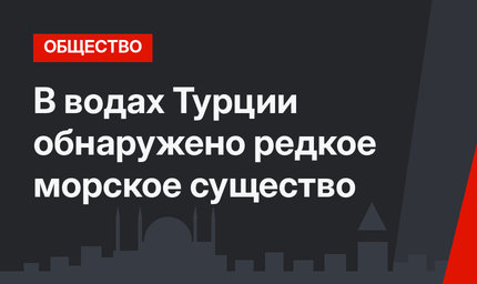 В водах Турции обнаружено редкое морское существо