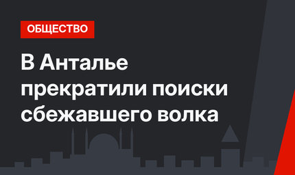 В Анталье прекратили поиски сбежавшего волка