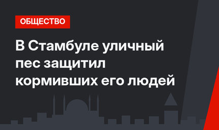 В Стамбуле уличный пес защитил кормивших его людей