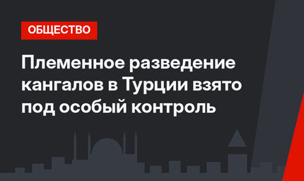 Племенное разведение кангалов в Турции взято под особый контроль