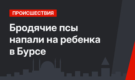 Бродячие псы напали на ребенка в Бурсе