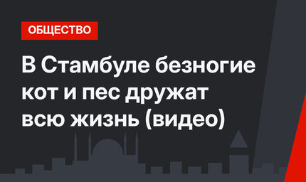 В Стамбуле безногие кот и пес дружат всю жизнь (видео)
