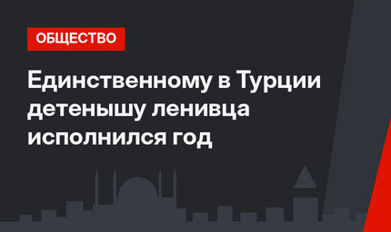 Единственному в Турции детенышу ленивца исполнился год