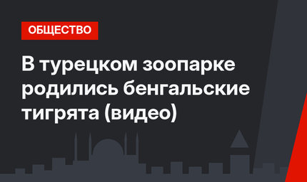 В турецком зоопарке родились бенгальские тигрята (видео)