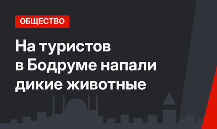 На туристов в Бодруме напали дикие животные