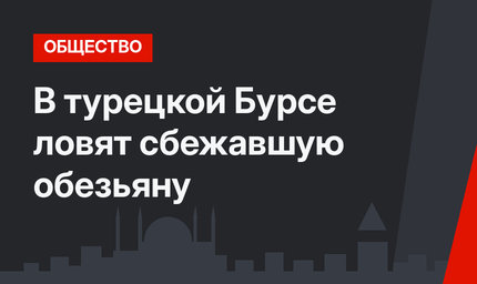 В турецкой Бурсе ловят сбежавшую обезьяну