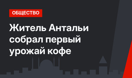 Житель Антальи собрал первый урожай кофе