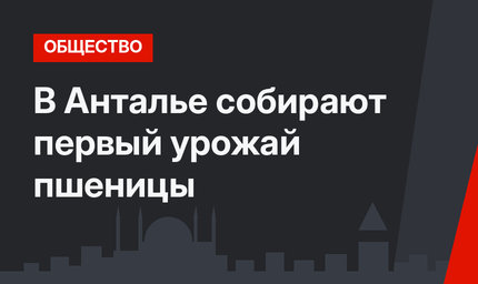 В Анталье собирают первый урожай пшеницы