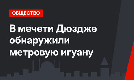 В мечети Дюздже обнаружили метровую игуану