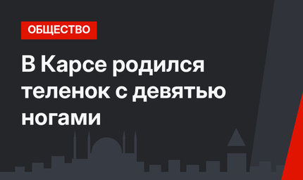 В Карсе родился теленок с девятью ногами