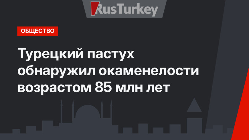 Турецкий пастух обнаружил окаменелости возрастом 85 млн лет