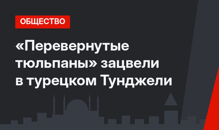 «Перевернутые тюльпаны» зацвели в турецком Тунджели